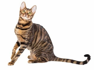 chat Toyger