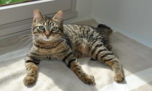 chat slide 3
