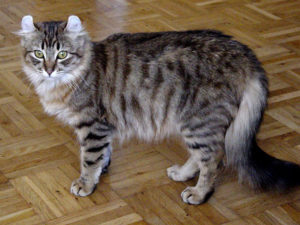 chat American Curl