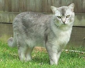 chat Burmilla
