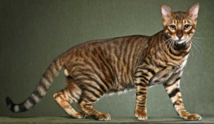 chat California Toyger