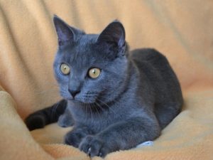 Chat Chartreux