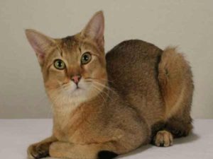 chat Chausie