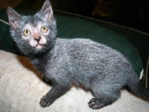 chat Lykoi