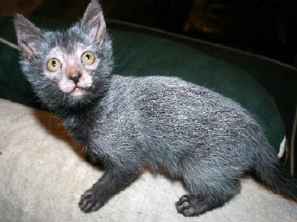 chat Lykoi