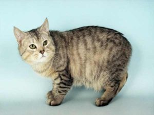 chat Manx