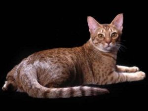 chat Ocicat