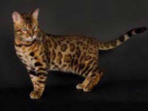 chat Safari