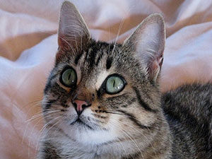 Chat European Shorthair