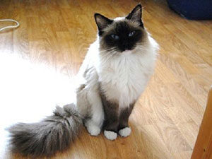 Chat Ragdoll