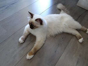 Chat Sacre de Birmanie