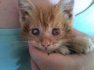 maladie coryza du chat