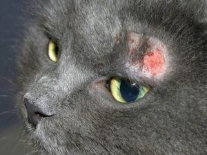 maladie dermatite du chat