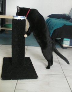 mégaoesophage du chat