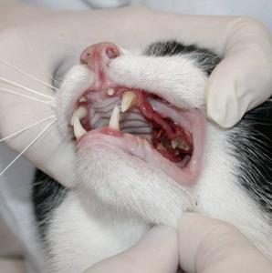 Maladie parodontale chat