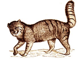 chat Martelli