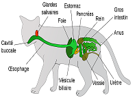 appareil digestif du chat