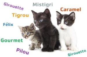 comment nommé sont chat