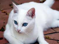 Robe chat couleur Blanc