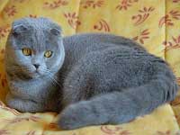 Robe chat couleur bleu