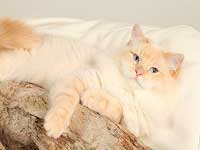 Robe chat cream tabby point
