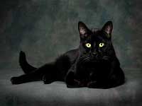 Robe chat couleur noir