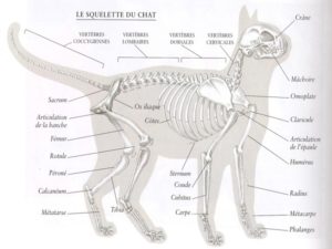 squlette du chat