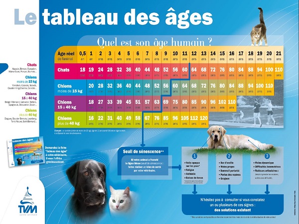 tableau de l'âge du chat