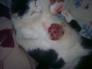 tumeur mammaire de la chatte