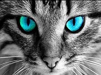 yeux du chat