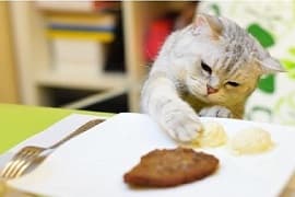 aliments toxiques pour le chat