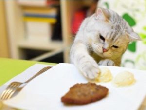 Les aliments toxiques pour le chat