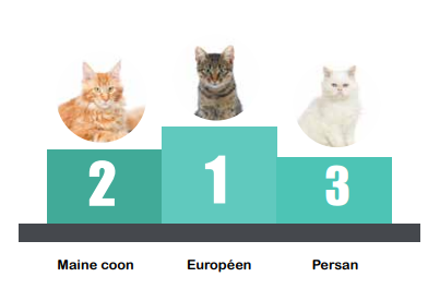 Top 3 des races les plus identifiées