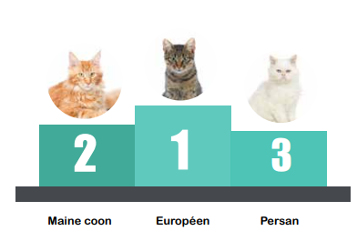 Top 3 des races de chats les plus identifiées en 2016