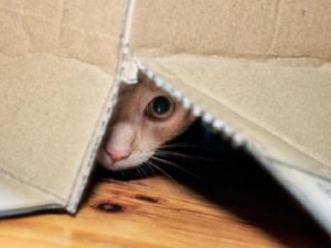 Les chats et le boîtes en carton