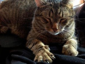 chat pétrit la couverture