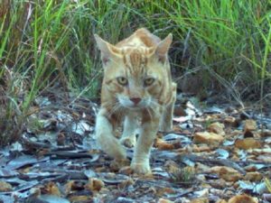 Chat sauvage chassant en Australie