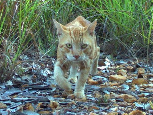 chat sauvage Australie