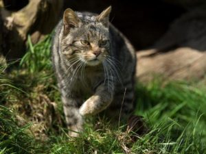 chat sauvage australie