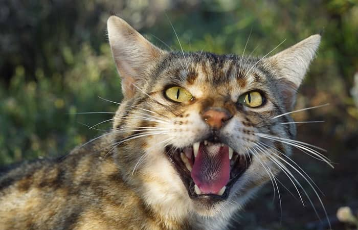 Le chat sauvage d’Australie