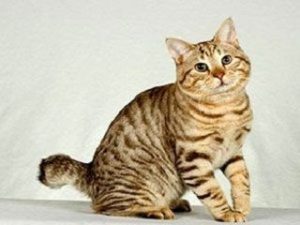 chat de race American Bobtail