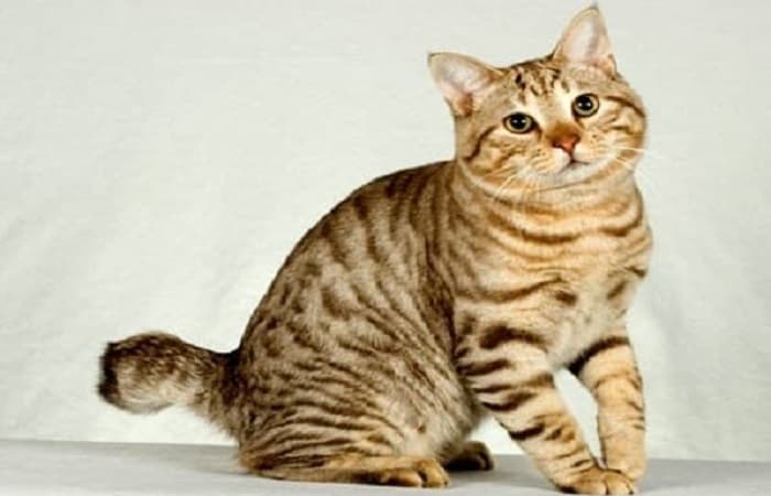 chat race American Bobtail