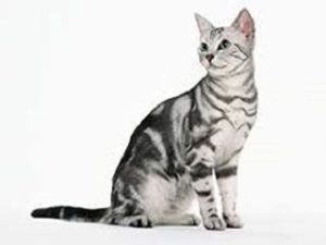 chat de race American Shorthair