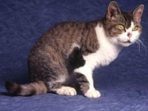 chat de race American Wirehair