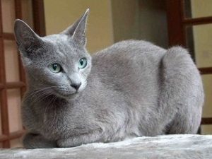 race de chat Bleu Russe