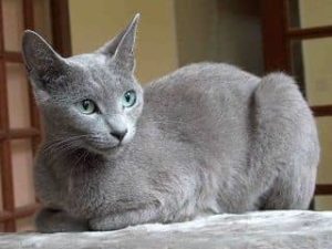 chat race Bleu Russe