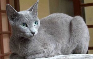 chat de race Bleu Russe