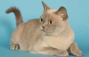 chat de race Burmese