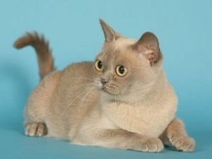 race de chat Burmese