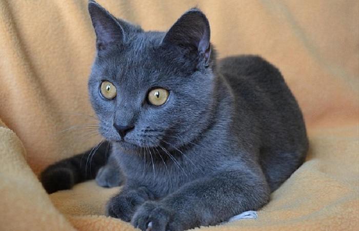 chat de race Chartreux